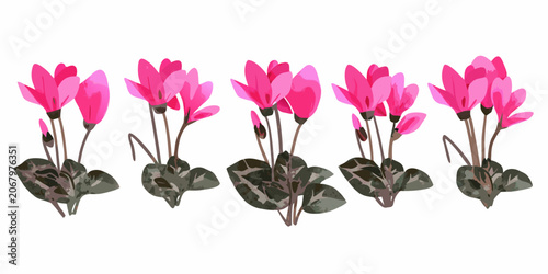 Five cyclamen plants isolated on a white background vector illustration