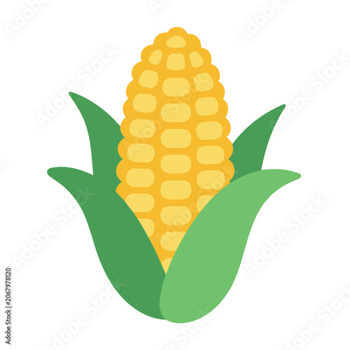 Bright yellow corn cob surrounded by green leaves on a white background