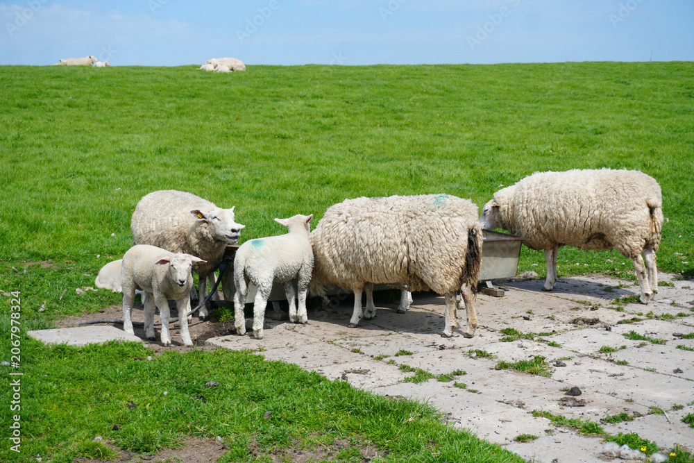 Obraz premium A flock of domestic sheep gathered together drinking at a water trough on a green pasture along the North Sea coast in North Friesland.