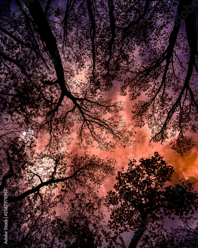 Halloween Forest Canopy with Glowing Orange Sky