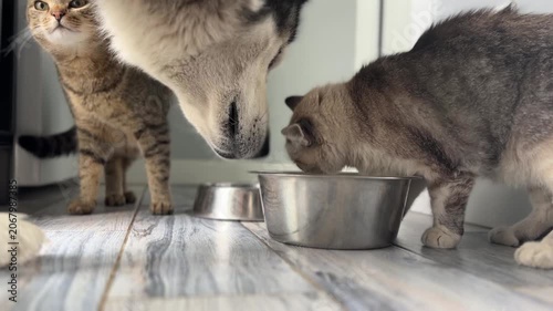 Two cats and a dog gather around bowls to eat their food at home in the afternoon. They enjoy their meal together in a comfortable space.
