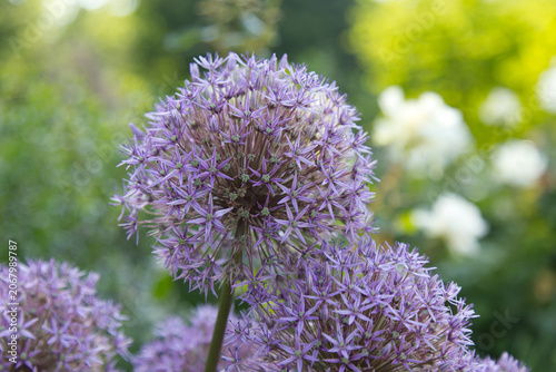 Blühender violetter Zierlauch im sonnigen Garten mit weichem Bokeh