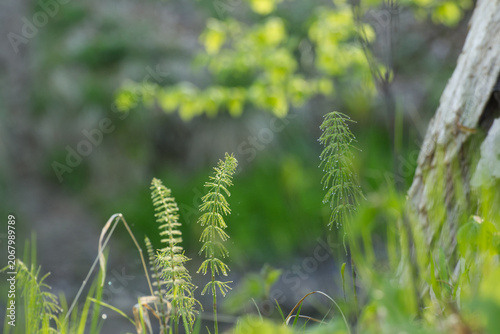 Grüner Schachtelhalm im Wald mit Wassertropfen und weichem Fokus