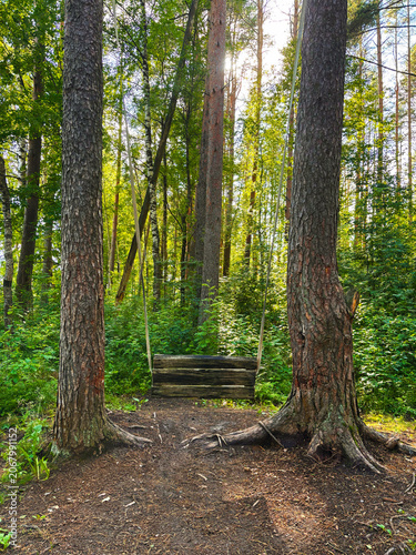 Wooden Swing Hanging Between Pine Trees in a Sunlit Forest
