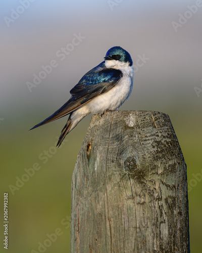 Tree swallow on a post