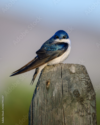 Tree swallow on a post