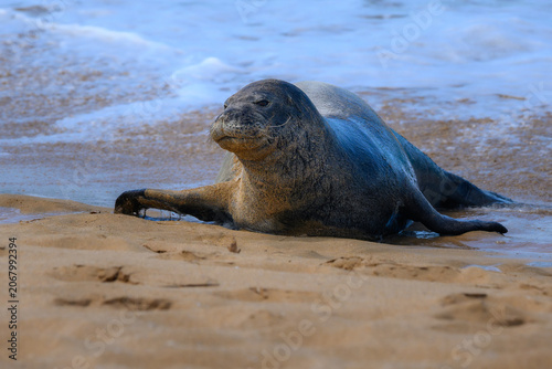 A Hawaiian monk seal