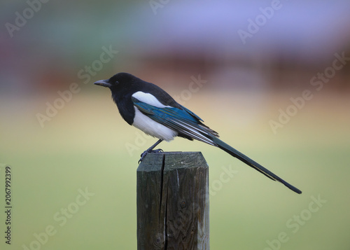 Black billed magpie on a fence post