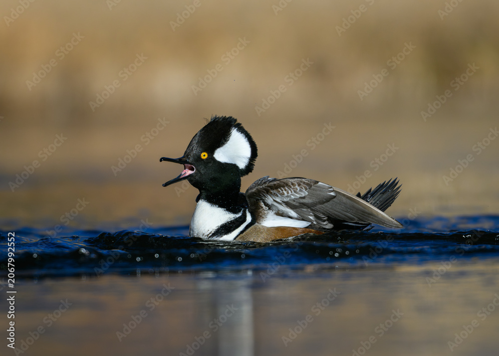Fototapeta premium Hooded merganser duck on the water
