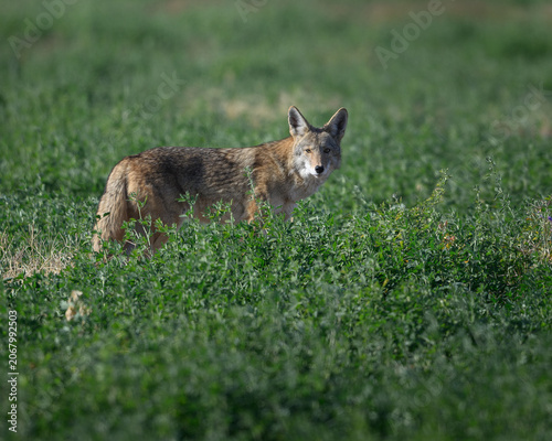 Coyote in a field
