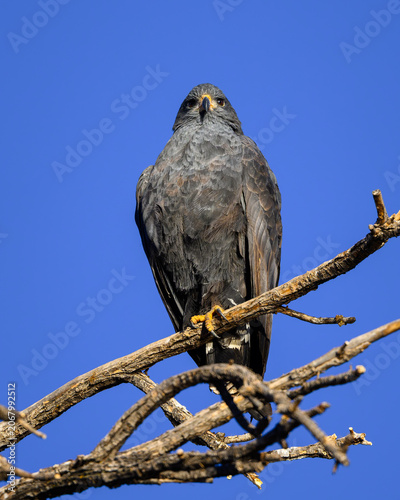 Black hawk 
