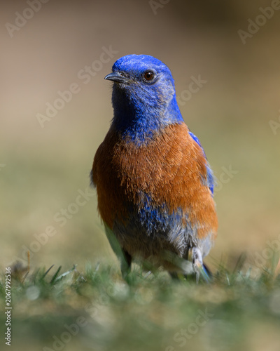 Western blue bird portrait on the ground