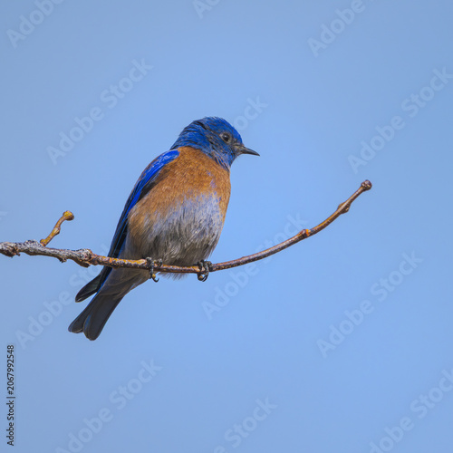 Western bluebird on a branch