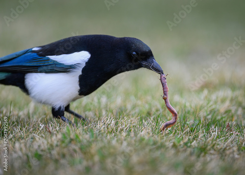 Black billed magpie eating a earth worm.