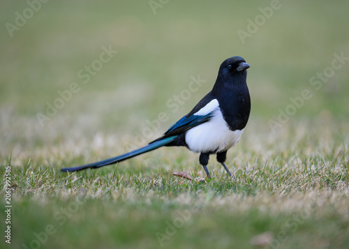 Black billed magpie