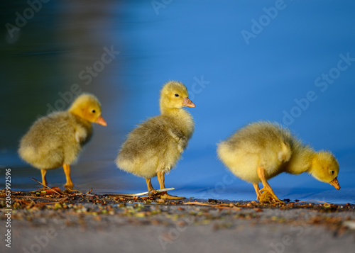 Yellow fluffy baby goslings