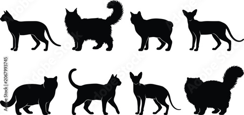 Fotografie Set of black cat silhouette vector illustrations featuring various feline breeds