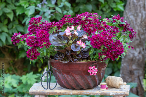 pink Eisenkraut (Verbena) und Eisbegonie (Begonia × semperflorens) in alter Gugelhupfform im Sommergarten
