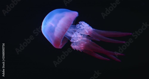 Blue and pink jellyfish floating freely, tentacles trailing behind, in dark waters. Background with copy space.
