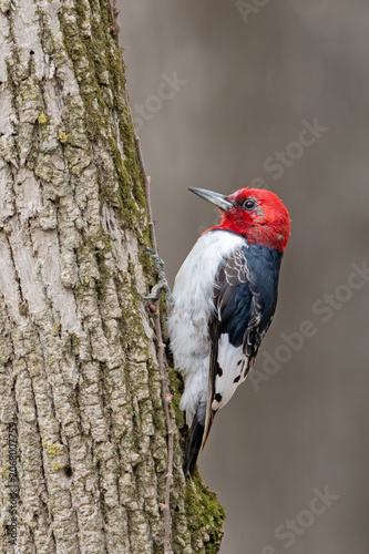 Red headed Woodpecker Climbing a Tree