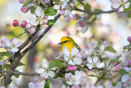 Blue Winged Warbler in an Apple Tree