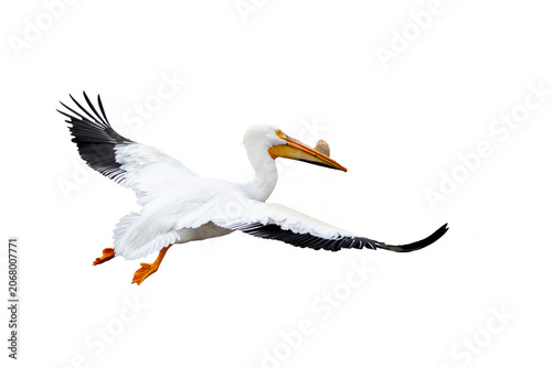 American Pelican On White Background