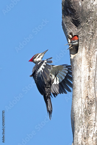 Pileated Woodpecker at Nest Hole with One Chick