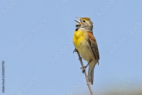 A Dickcissel Sings into the blue sky.