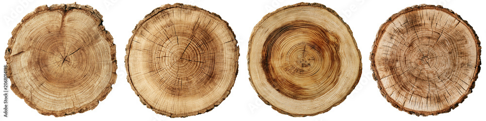 Fototapeta premium Four wooden tree trunk cross sections isolated on transparent background