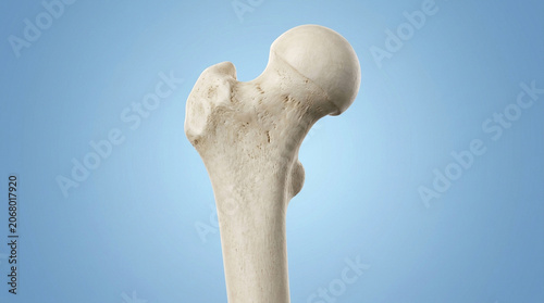 Detailed medical illustration of a human femur bone showing the proximal end with the ball and neck structure against a clean soft blue gradient background for professional anatomical scientific study