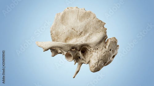 3D render Medical, human temporal skull bone anatomy, lateral cranium structure Medical background.