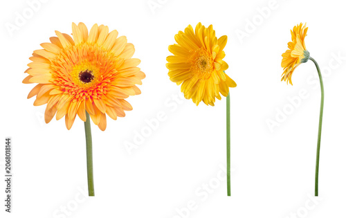 Fresh yellow gerbera daisies with green stems isolated on white background isolated botanical colorful decorative gerberadaisy springtime