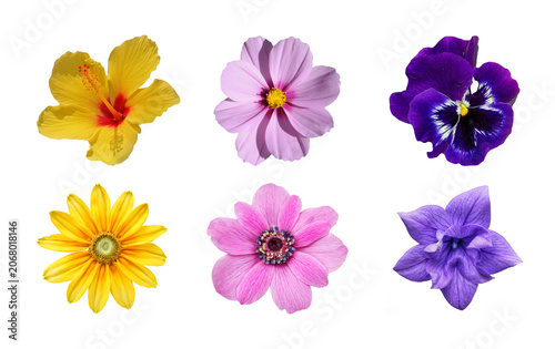 Collection of assorted colorful garden flowers isolated on white background with colorful botanical isolated collection different delicate
