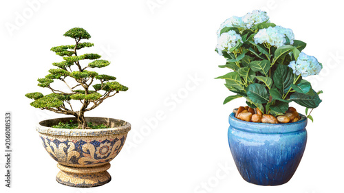 Bonsai tree and hydrangea plant in ceramic pots with hydrangea interior houseplant miniature decorative ornamental botanical container