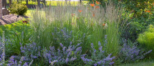 Fotografie Karl Foerster Feather reed grass, Calamagrostis x acutiflora, and blooming catmint, nepeta, create a naturalistic summer landscape with soft texture, vertical form, and calming blue and green tones