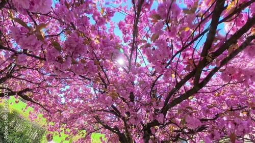 Beautiful Pink Sakura Blossoms Against the Sun and Blue Sky, Wide Angle Spring Nature Background


