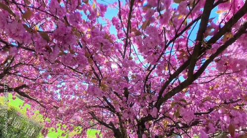 Beautiful Pink Sakura Blossoms Against the Sun and Blue Sky, Wide Angle Spring Nature Background

