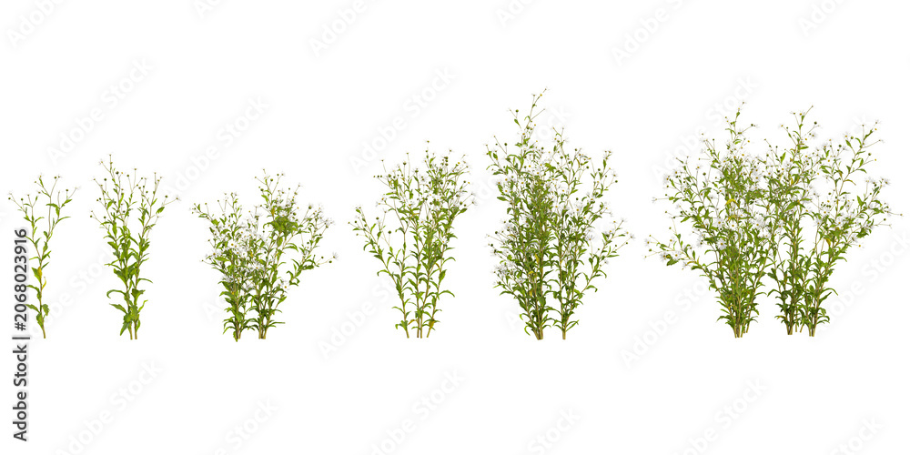 Obraz premium Collection of Actaea plants on transparent background