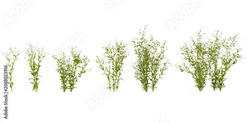 Schilderij op canvas Collection of Actaea plants on transparent background