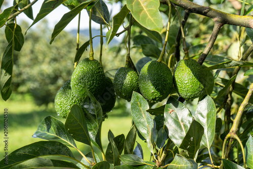 Tapety artystyczne avocados on a tree