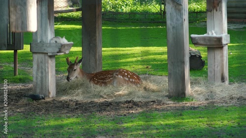 A young spotted deer is resting on straw under a wooden shed. The animal lies in a paddock while a bird walks on the ground nearby.