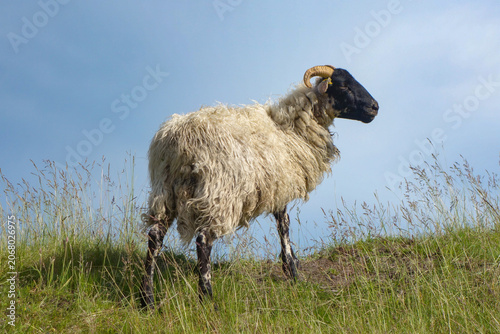 Eine Heidschnucke steht auf dem Deich bei blauem Himmel