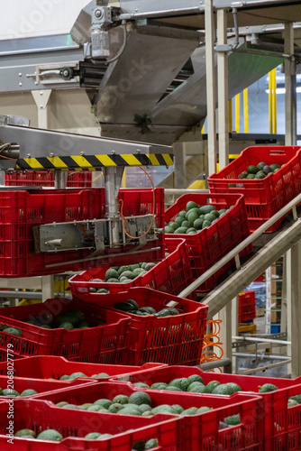 CLOSE UP OF AVOCADO PACKING HOUSE MACHINERY 