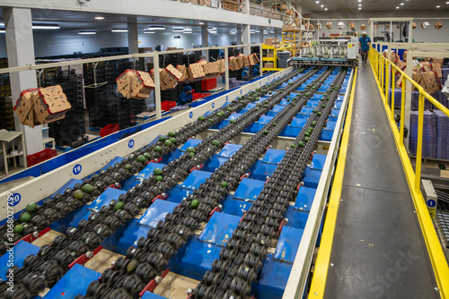 CONVEYOR BELT AT AN AVOCADO PACKING HOUSE IN URUAPAN 