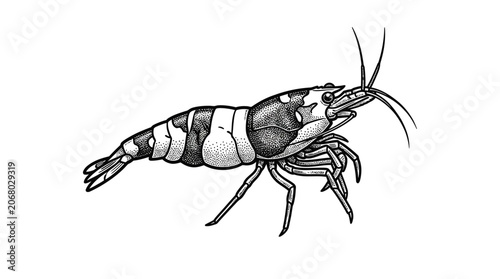Tableau sur toile Detailed drawing of a shrimp crustacean.
