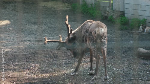 A molting reindeer with velvet antlers searches for food on the enclosure ground. A young male caribou lowers its head and scratches itself on a farm or zoo.