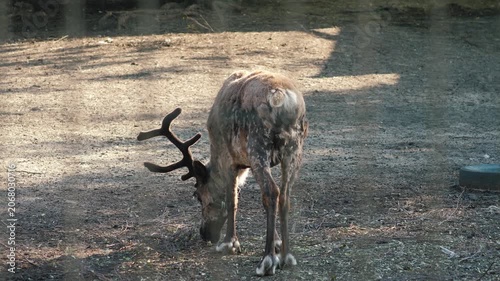 A reindeer searches for food on the ground in a zoo enclosure. A young caribou with velvet antlers stands with its back to the camera during molting
