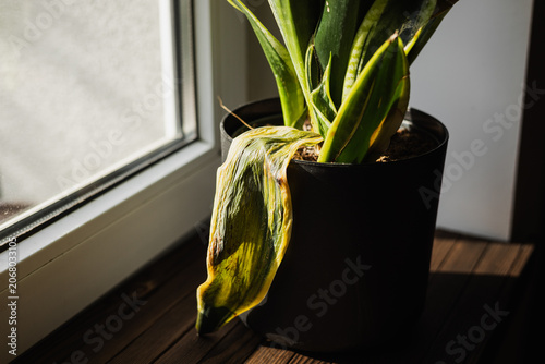 A dying snake plant with a wrinkled and yellowing leaf sitting in a black pot on a windowsill.