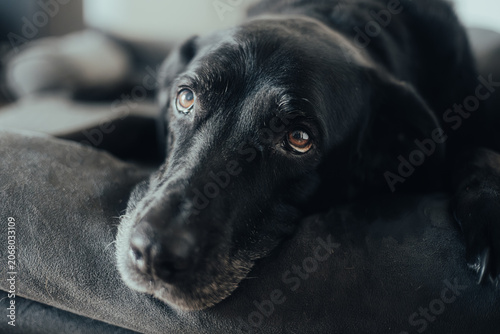 Close-up of a black Labrador retriever dog lying down on a dark couch indoors during the day