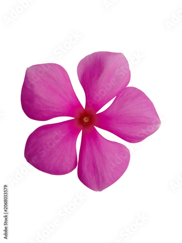 Vibrant pink periwinkle flower isolated on transparent background